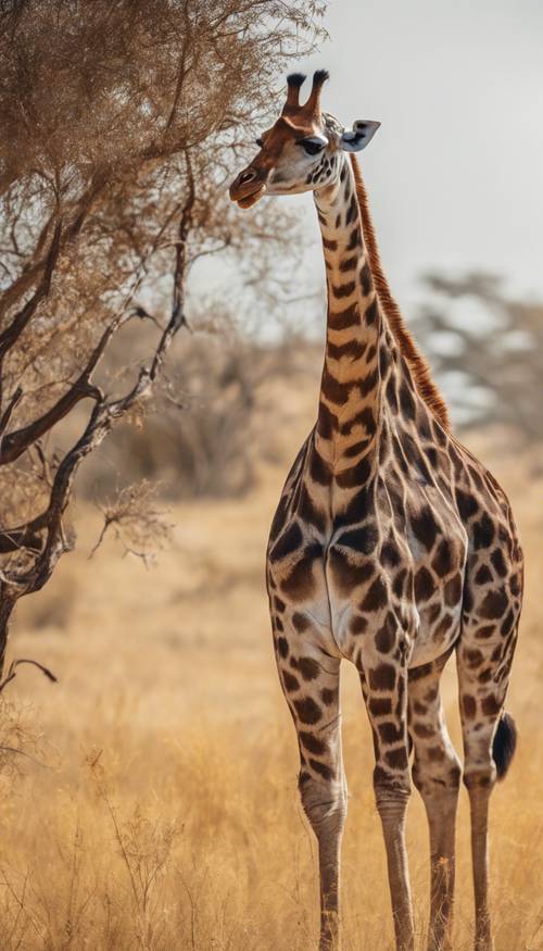 Жираф в африканской саванне, его коричневые пятна выделяются на фоне желтой травы.