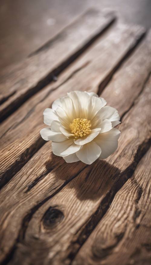 A single cream flower in full bloom resting on a polished wooden table.