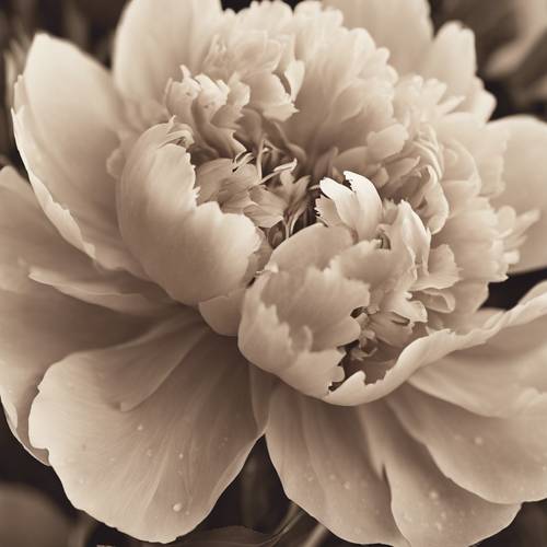 A sepia-tinted photograph capturing the timeless beauty of a vintage peony. Tapet [dff40d95be3d4ab8b46a]