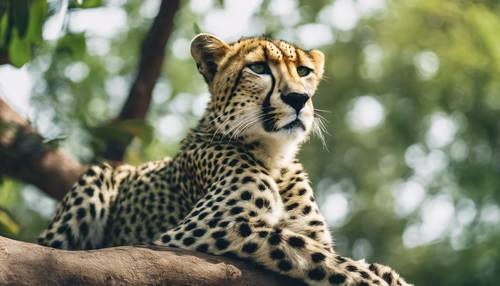 Un guépard vert solitaire se prélassant sur une branche d&#39;arbre.