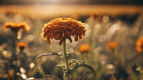 An autumnal scene featuring a brown marigold bathed in evening sunlight.