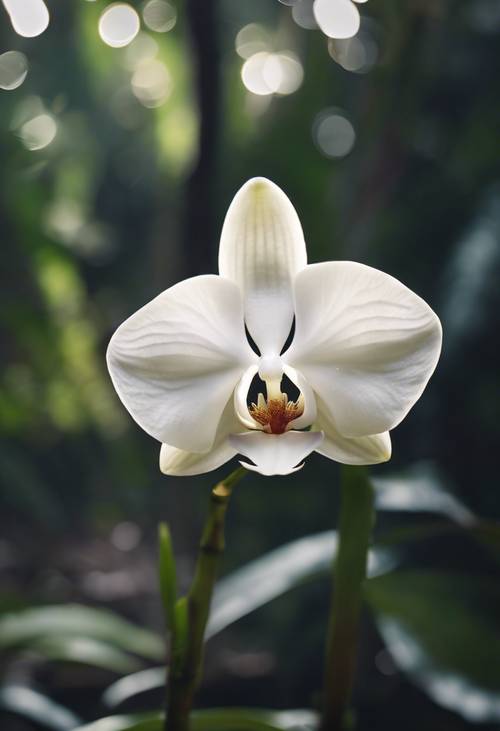 Une seule orchidée blanche poussant dans une forêt tropicale humide.