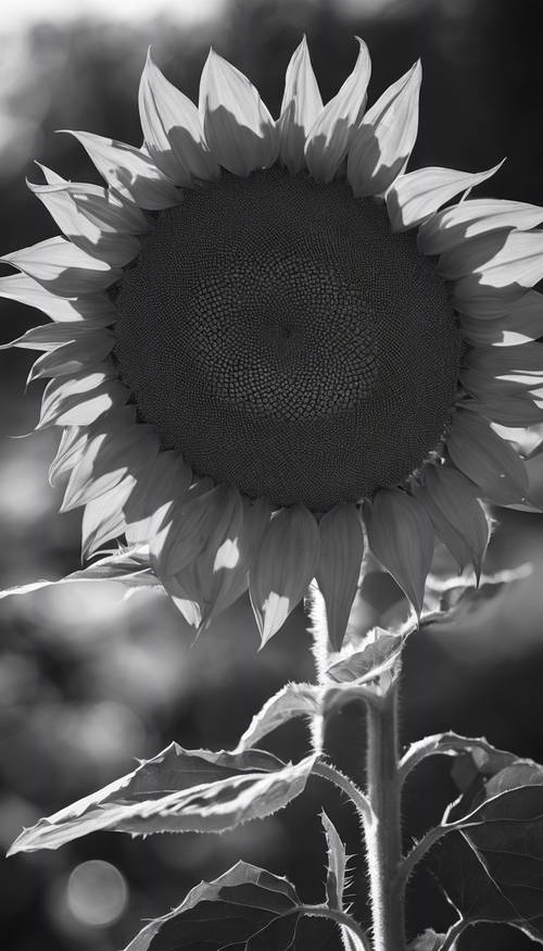 A profile of a monochrome sunflower, with a dark, blurry background.