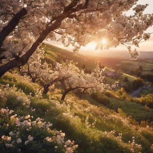 Tamamen çiçek açmış yabani elma ağaçlarının olduğu, batan güneş ışınlarının dalların arasından süzüldüğü teraslı bir akşam manzarası.