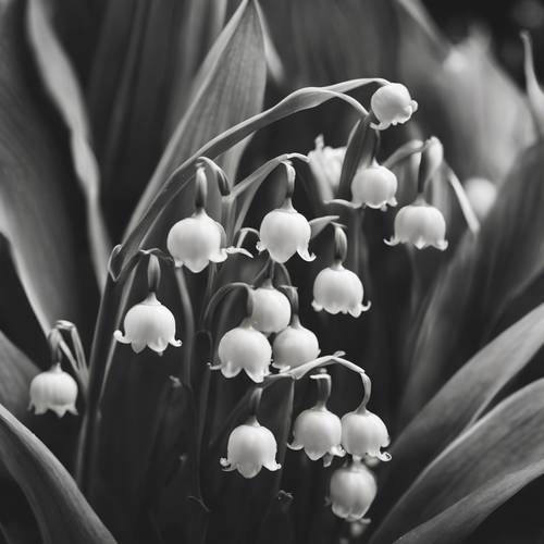 Lily of the Valley Wallpaper [bf043d65f08c451a98aa]