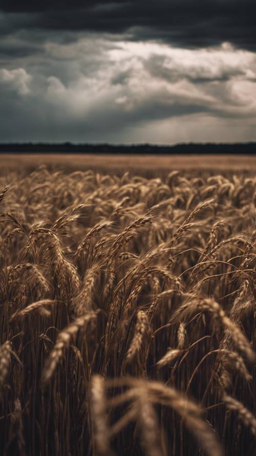 Pemandangan yang menggambarkan ladang gandum hitam di tengah langit badai yang gelap.