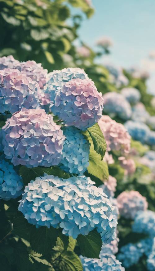 Rustik mavi gökyüzünün altında çiçek açan Vintage Ortancaların sonsuz tarlaları.