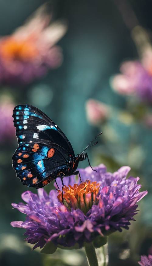 Oszałamiający czarny motyl z opalizującymi niebieskimi znaczeniami spoczywający na żywym, kwitnącym kwiacie.
