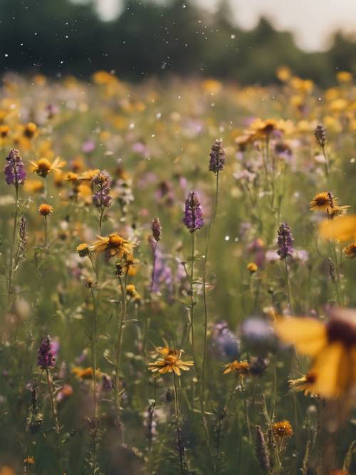 Auf einer Wiese voller Wildblumen finden sich ästhetische Zitate, gezeichnet von summenden Bienen.