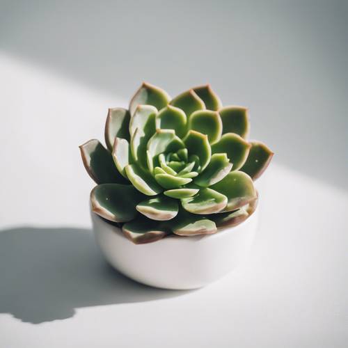Close up de uma planta suculenta em miniatura contra um fundo branco minimalista.