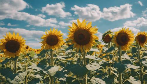 Pemandangan indah ladang bunga matahari di bawah langit biru cerah, melambangkan semangat musim panas.