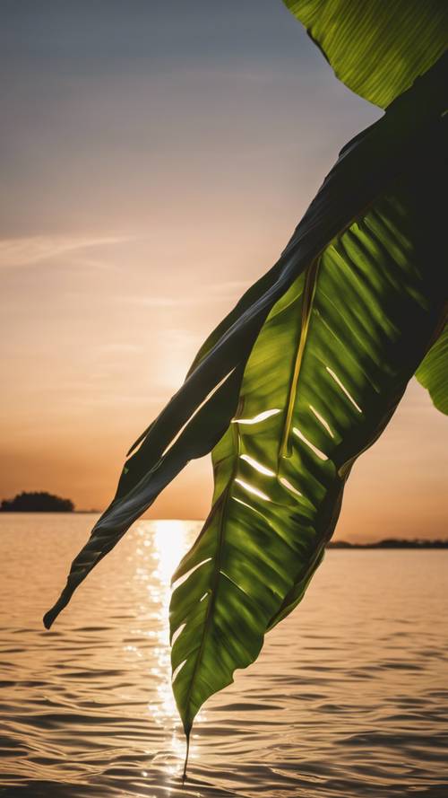La silhouette d&#39;une feuille de bananier contre un coucher de soleil éclatant.