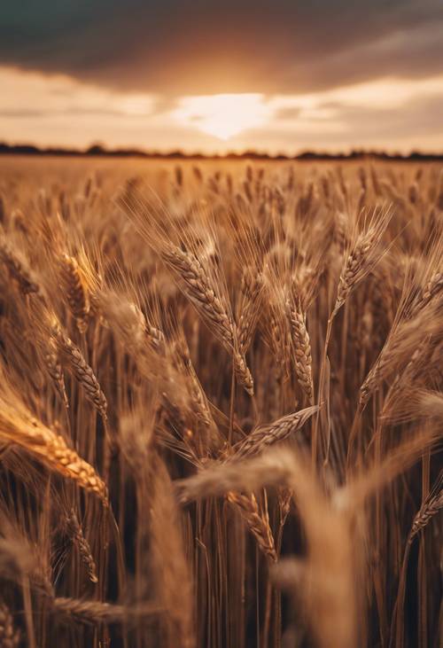 Kahverengi ve altın tonlarıyla dolu, solan gün batımının altında dalgalanan bir buğday tarlasının davetkar manzarası.