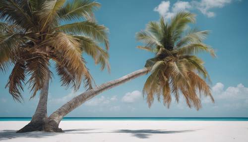 수정처럼 맑고 푸른 하늘을 배경으로 깨끗한 백사장에 자랑스럽게 서 있는 코코넛이 있는 외로운 야자수.