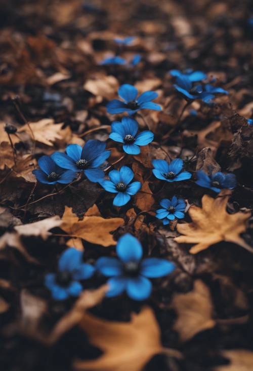 Blooming black and blue flowers among autumn leaves on a forest floor.