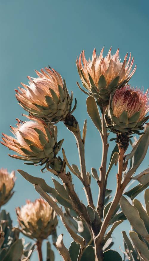 A group of proteas in different stages of blooming under a clear blue sky.