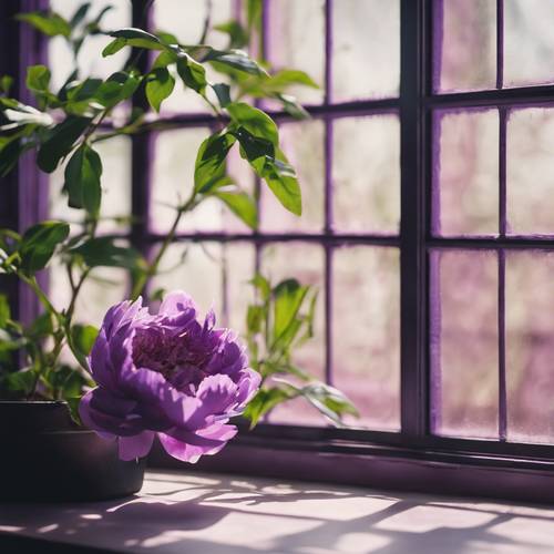 Una finestra a traliccio che getta ombre su una pianta di peonia viola all&#39;interno.