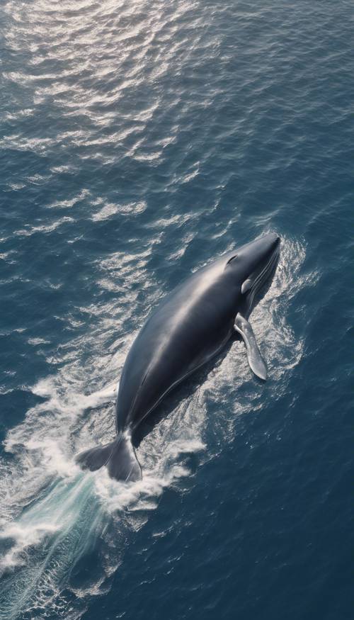 An aerial view of a blue whale surrounded by a group of dolphins in the sunlit ocean.