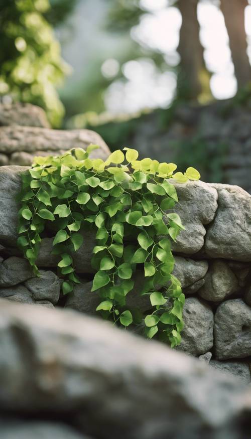 Tanaman merambat hijau subur merangkak di atas dinding batu kuno pada siang hari.