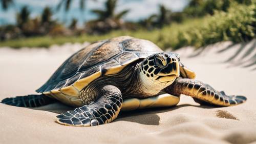 A solitary sea turtle emerging from the sea to the sandy beach in daylight.