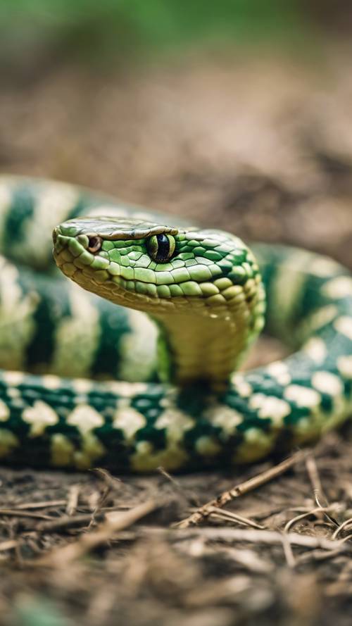 A close-up image of a green striped viper in its natural habitat.