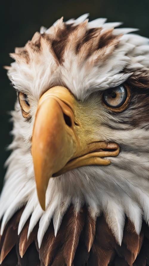 A beautiful, detailed close-up of a bald eagle’s face, highlighting its fierce amber eyes.