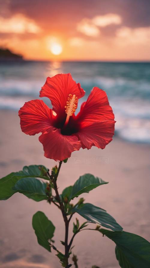 A red hibiscus flower blooming on a tropical beach at sunset