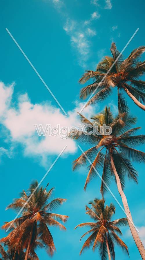 Céu tropical e palmeiras