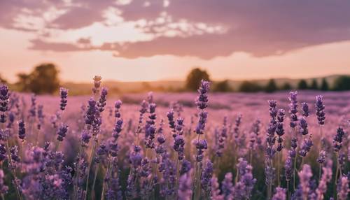 Ein Feld voller Lavendelblüten, die sich sanft im pastellfarbenen Sonnenuntergang wiegen.