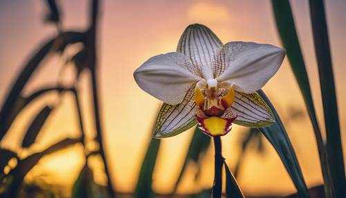 Una orquídea amarilla en ciernes enmarcada contra una profunda puesta de sol tropical.