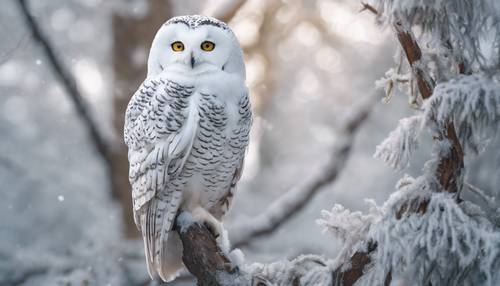 Portrait of a regal white owl, perched on a frosted tree branch. Behang [b724146ebb9c4ea9a9a3]