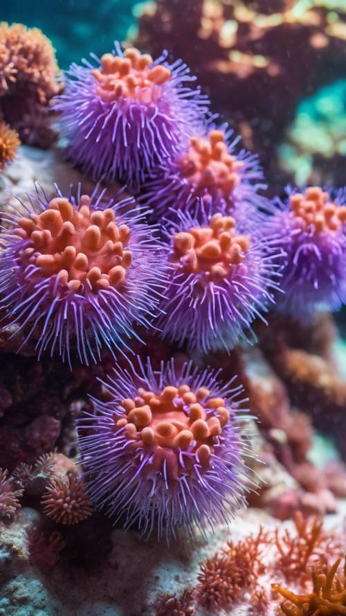 A family of baby purple sea urchins clustered on a vibrant coral reef.