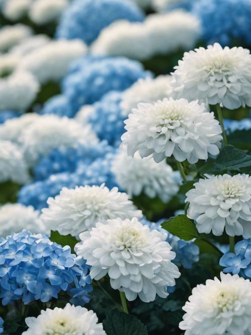 Soft white chrysanthemums scattered on a field of blue hydrangeas.