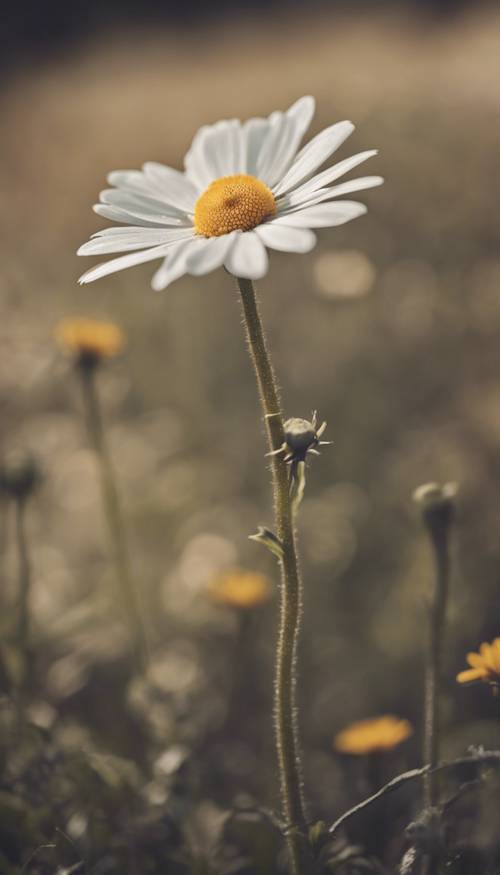 Stara fotografia pojedynczego kwiatu stokrotki przedstawiająca rustykalne piękno czasów vintage.