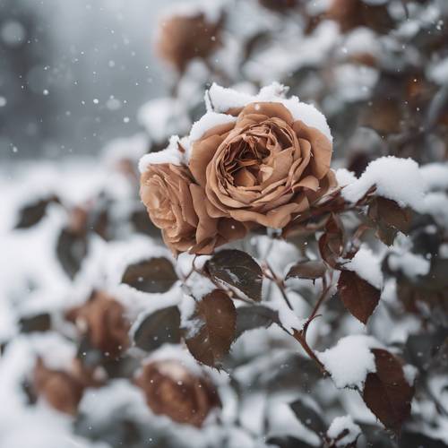 Brown roses blossoming amidst a snow-covered landscape, displaying resilient vitality.