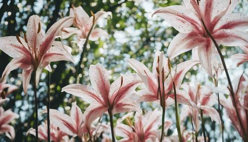 ป่าแห่งดอกลิลลี่สูงตระหง่าน กลีบดอกมีจุดสีขาวและชมพูชูขึ้นสู่ท้องฟ้า