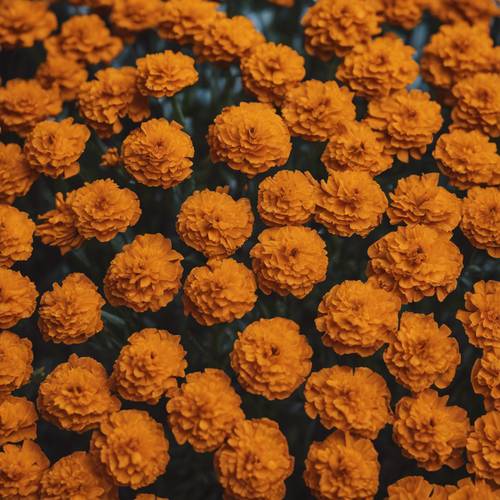 A macro photograph capturing the detailed texture of a marigold petal. Tapeta [73091ff56c6640ffb7a8]