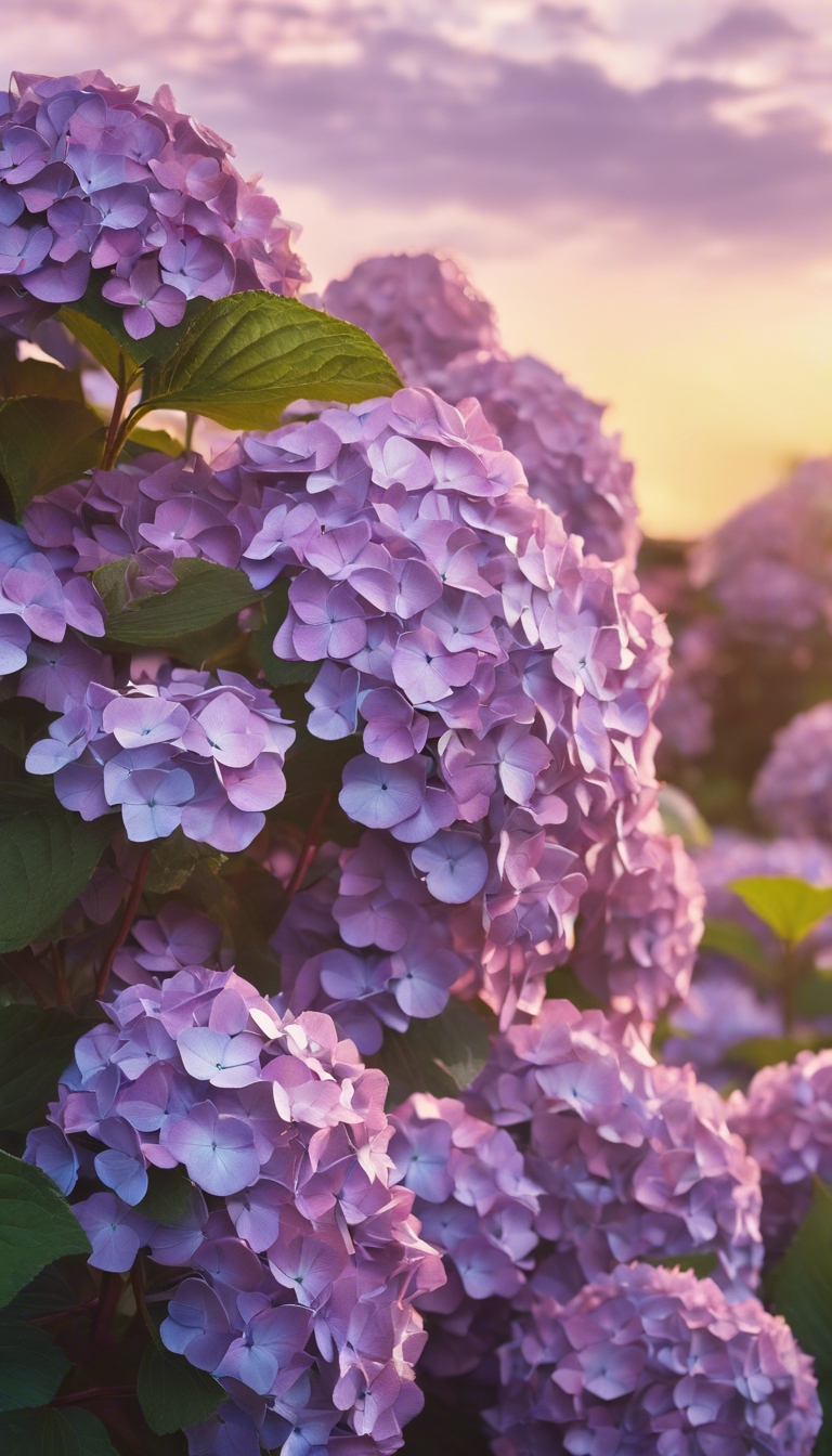 A serene landscape at sundown filled with pastel purple hydrangea flowers. Wallpaper[08c8afbe639c4560bc44]