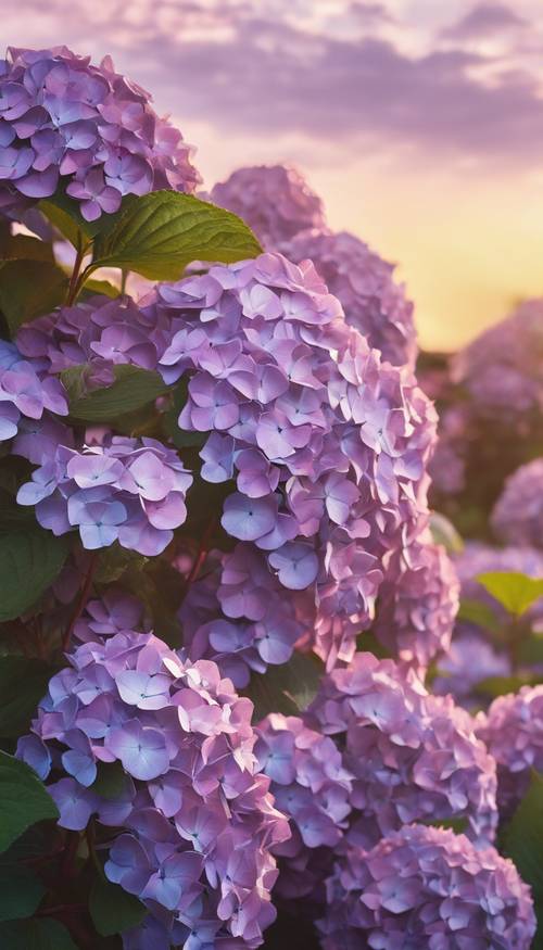 Un paisaje sereno al atardecer lleno de flores de hortensias de color púrpura pastel.