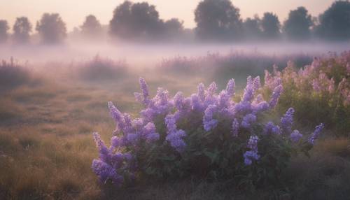 סצנה חלומית ושלווה של מישור מעוטר בפרחי לילך בתוך ערפל מוקדם בבוקר.