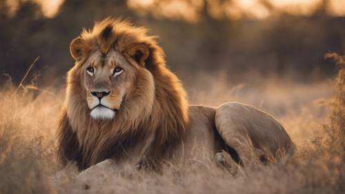 A regal lion catching the last rays of the evening light on his mane.