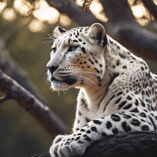 Bir ağaç dalına tünemiş, aşağıdaki ay ışığının aydınlattığı Savannah&#39;ı inceleyen beyaz bir leoparın büyüleyici görüntüsü.