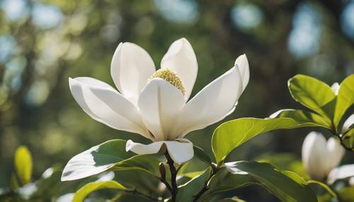 A pristine white magnolia flower nestled amid the vibrant green leaves on a sunny spring day.