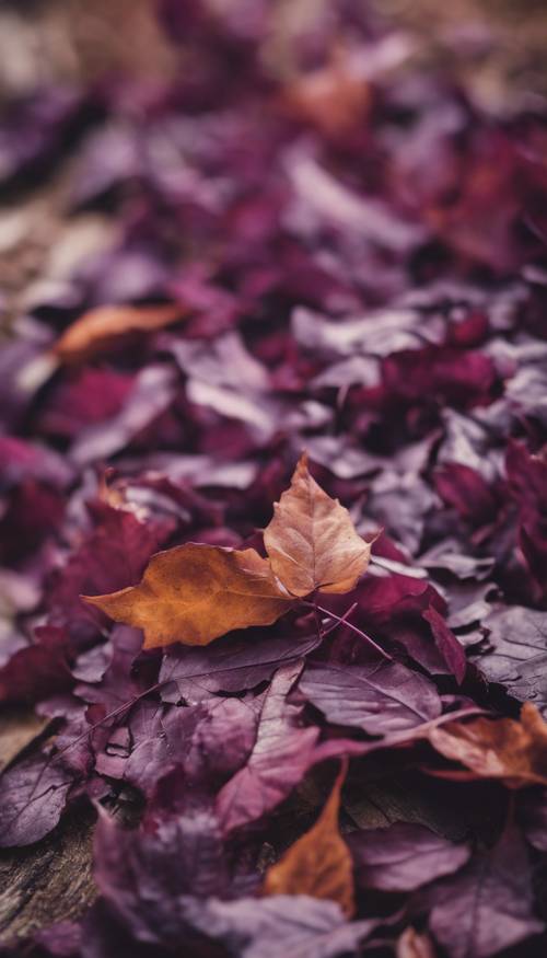 Tumpukan daun ungu renyah dalam suasana pedesaan di musim gugur.