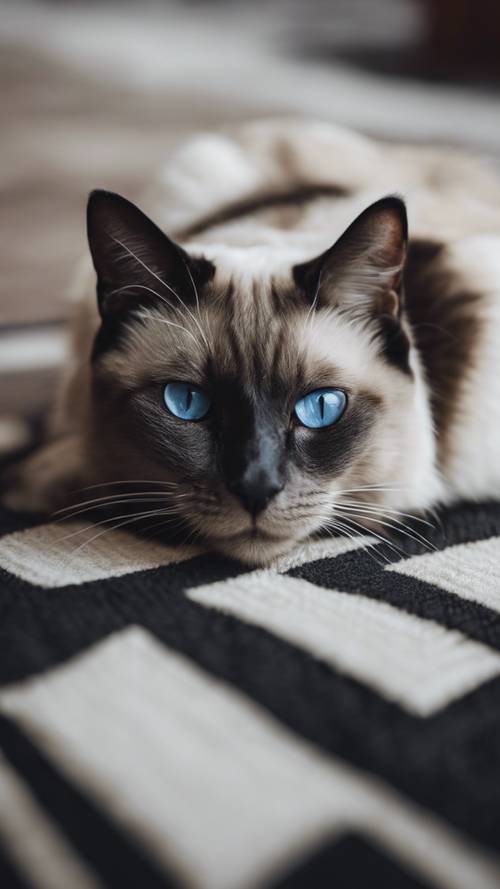 Kot syjamski leżący na graficznym, monochromatycznym dywaniku w paski.
