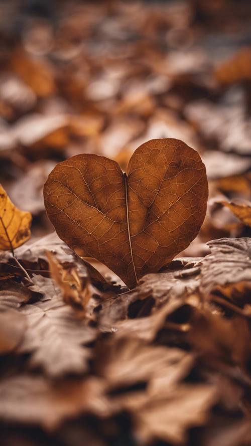 떨어진 가을 낙엽 속에 아름다운 하트 모양의 갈색 잎이 있습니다.