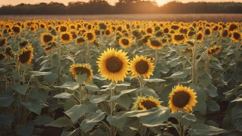 Sunflowers in a field with a sign saying 'love grows here' at sunrise.