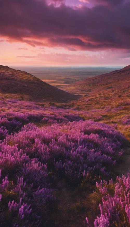 Eine weite Fläche mit violettem Heidekraut in voller Blüte auf einer Heide, überlagert von einer Skyline, die bei Sonnenuntergang in violette Farbtöne getaucht ist.