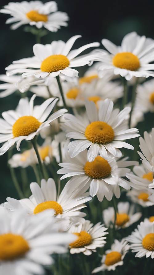 一组具有白色花瓣和黄色花心的老式雏菊，在温柔的午后微风中摇曳。