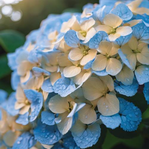 热带日出亲吻着盛开的蓝色绣球花的顶端。